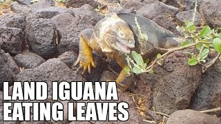 Land Iguana Eating Leaves Galapagos, North Seymour Island