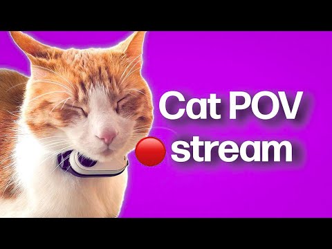 Cat POV / Cat with Camera 🔴 / Ros Unedited Clips Stream #14