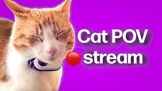 Cat POV / Cat with Camera 🔴 / Ros' Unedited Clips Stream #14