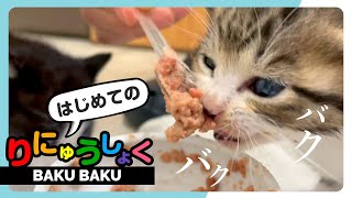 【子猫のはじめての離乳食】「コレなんすかっ！（子猫）」→ロイヤルカナン♪→「あかん！うますぎや（子猫）」★〈保護猫〉～Kitten growth record～