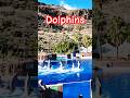 🐬Dolphins! | Palmitos Park 🇪🇸🚀 #GranCanaria #Dolphins #Nature4K  #AmazingAnimals #Shorts