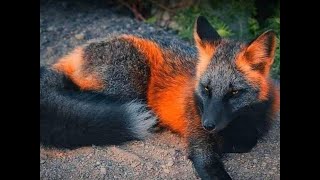 BlackFox. Что за зверь завёлся в гараже?