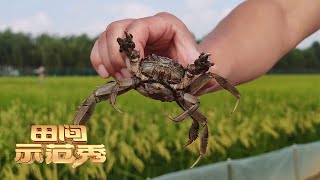 在优质水稻生产基地里养螃蟹是什么样的体验？揭开稻蟹立体种养的神秘面纱！丨「田间示范秀」20220819