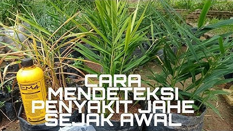 CARA MENDETEKSI PENYAKIT JAHE SEJAK AWAL