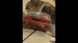 Precious  Loves Her Strawberries