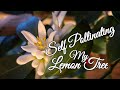 Self Pollinating my Lemon Tree / How I Store 1,000's Seeds