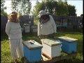 Пчелопакеты - отводок на плодную и неплодную матку Пасека Малухи