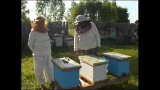 Пчелопакеты - отводок на плодную и неплодную матку Пасека Малухи