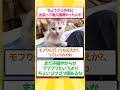 【再構成編集】保護猫の里親になって2日目なんやがヤバすぎる!! #ゆっくり解説 #2ちゃんまとめ #2ch #ゆっくり解説 #2ちゃんまとめ #ねこたんの解説 #ねこたんの解説 #保護猫 #スレ民