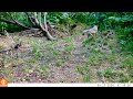 coyote.Sept 8, 2024(2)
