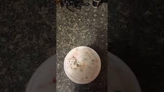 DQ Frosted Sugar Cookie Blizzard Review