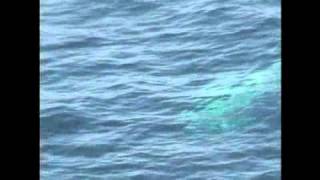 Rare video of a baby albino dolphin - 2010-01-07