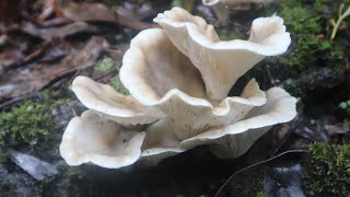 Fabulous Fungi at Tarra Bulga National Park: Worth the 2.5 Hour Drive from Melbourne?