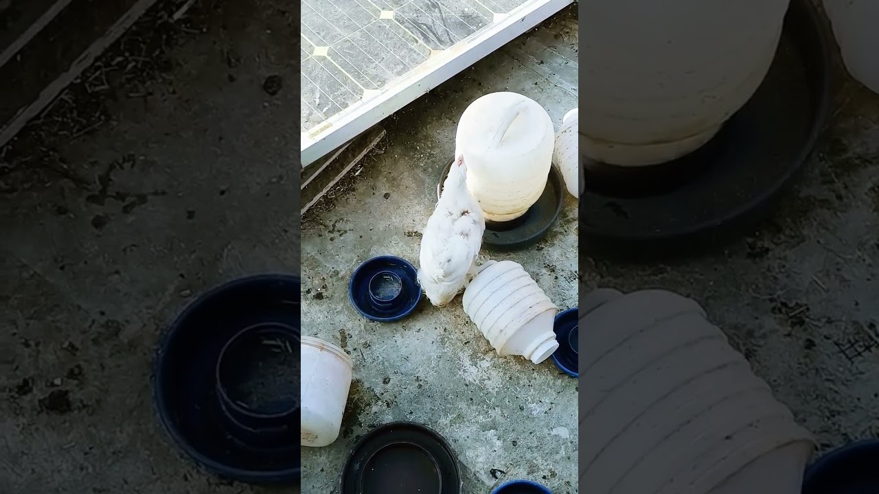 White Heavy Buff Cochin Chicks 