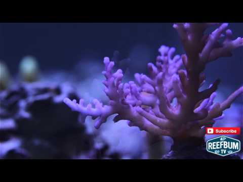 SPS Deep Dive – Mr. Pacman Acropora - ReefBum