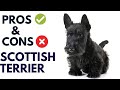 Scottish terrier breed pros and cons  scottie dog advantages and disadvantages animalplatoon