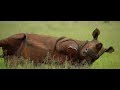 FFFSA Dehorns Rietvlei Nature Reserve&#39;s Entire Rhino Population