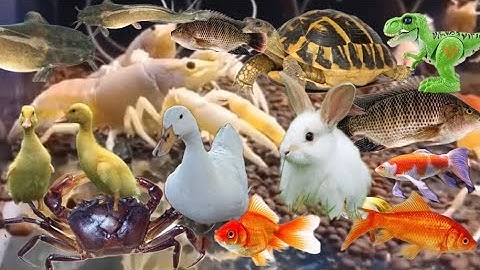 Con cá thật cá rô, con cua, con cá vàng, tên đồ chơi con tôm, bạch tuộc, con vịt, con rùa