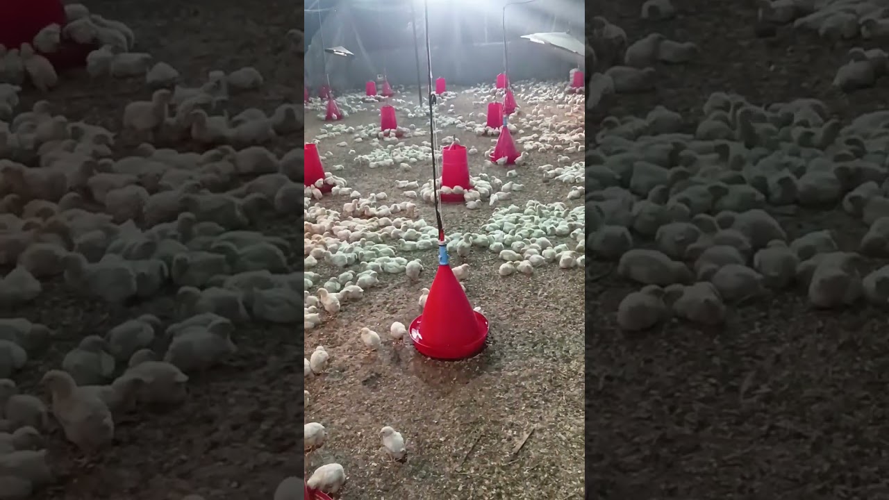 بعض النصائح فيما يخص تربية دجاج اللحم