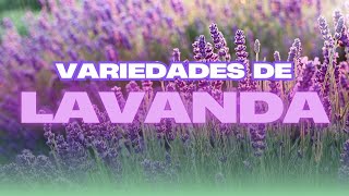 Conheça as Principais Variedades de Lavanda