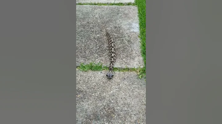 Bitis gabonica (Gaboon viper) Destro the Gaboon - DayDayNews