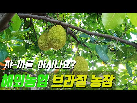 열대과일 잭플룻