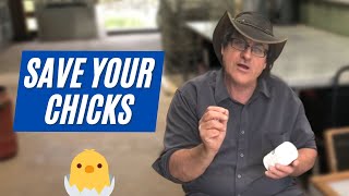 Here’s why your Baby Chickens are Dying!