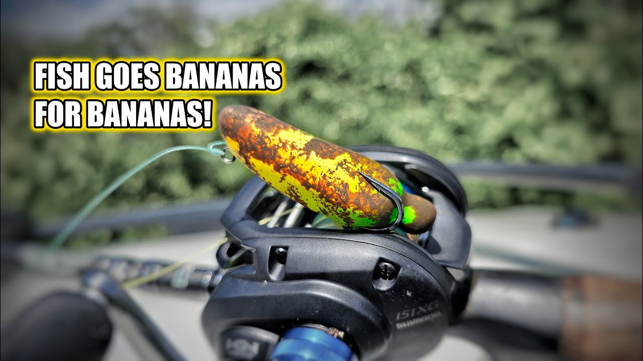 Catch Fish In A Swamp With A Banana?!