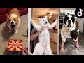 If You Laugh, You Replay The Video 😂 - Funny Animals