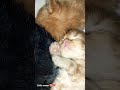 Baby kitten 😻💗 #cutekittens #catlover #viralshorts #petlove #kittenvideo #soCute #meow #shortsviral