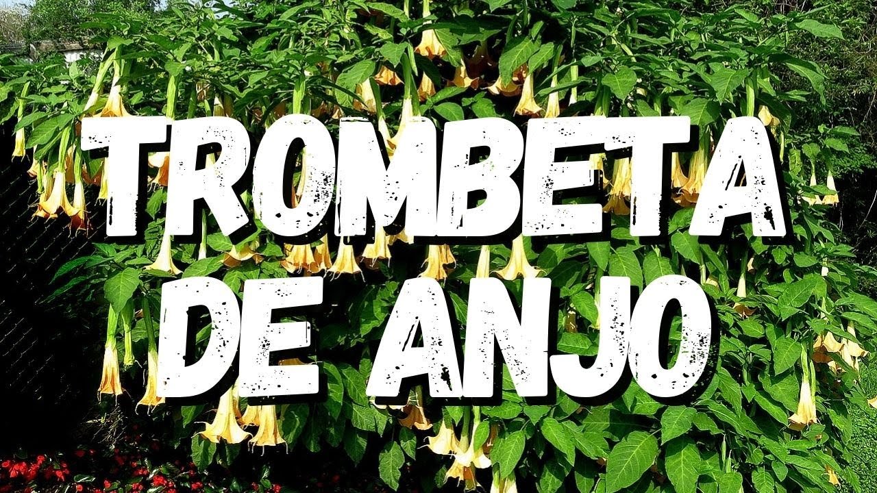 Trombeta de Anjo Um Guia Completo Desta Planta YouTube Trombeta de Anjo Um Guia Completo Desta Planta YouTube