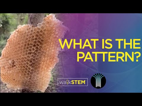 walkSTEM@White Rock Montessori - Bee Hive Patterns