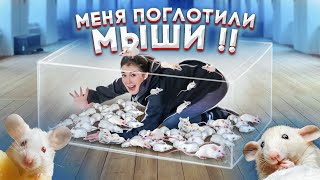 24 ЧАСА С МЫШАМИ ЧЕЛЛЕНДЖ!! Целый день моими друзьями были только мыши..