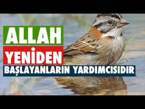 Allah Yeniden Başlayanların Yardımcısıdır