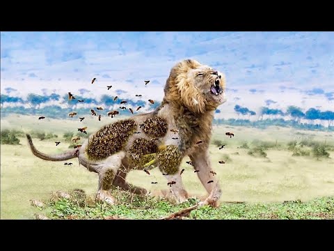 7 ऐसे जानवर जो शेर को आसानी से मार सकते है 7 Animals That Can Kill a Lion Easily