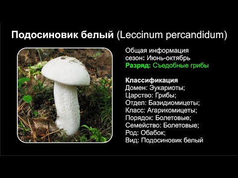 Подосиновик белый (Leccinum percandidum)