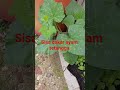 #trending #gardening #mariberkebun