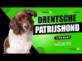 All you need to know about the drentsche patrijshond