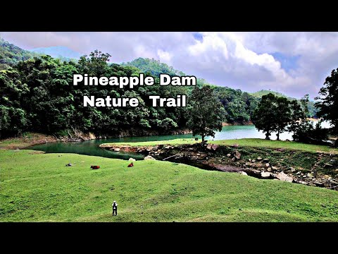 Wildlife Encounter at Pineapple Dam Trail🐒🐂