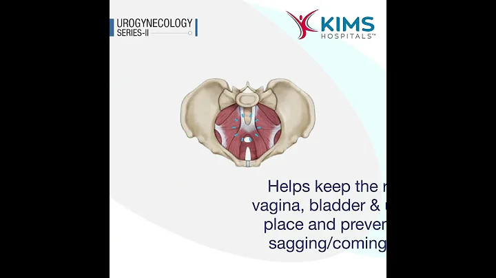 What is Pelvic Floor? | KIMS Hospitals - DayDayNews