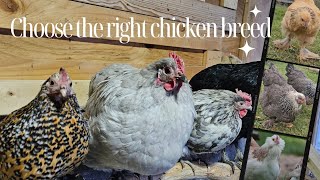 Choose the right chicken breed for you. Part 1 of a 4 part series on getting started with chickens