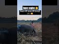 Buffaloes power railgaadi 💪😲#buffalo #funny#railgaadi