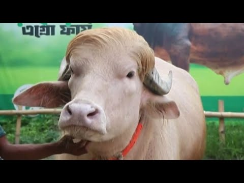 Buffalo nicknamed Donald Trump spared from sacrifice in Bangladesh