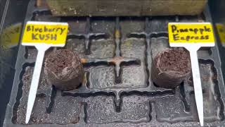 Growing Indoors | Planted seeds and week 2 of flower.