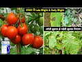 Tomato early Blight & Late Blight Fungus || Syngenta Blue Copper Fungicides || टमाटर की खेती