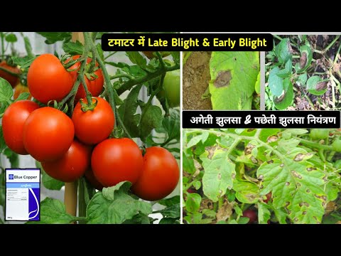 Video: Oorzaken van tomatenbladvlekken: Tomato Early Blight Alternaria