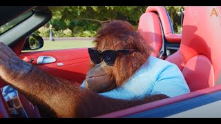 My Life by Rambo Edit/Ben Fero - Demet Akalın | Orangutan Araba Kullanıyor Boks Yapıyor Balık Tutuyo Resimi