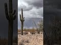 A broody sky above the desert #arizona #nature #mysterious #saguaro #cloudyweather