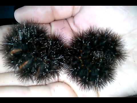 boooom Mustaches Crawling In My Garden!(GIANT CATERPILLARS!