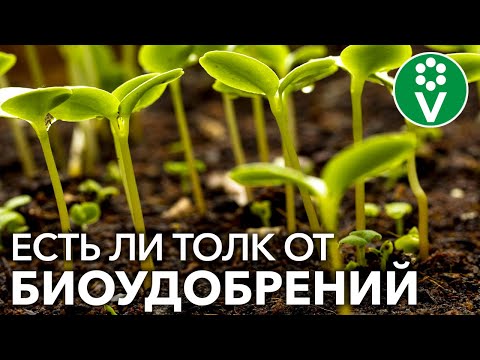 Video: Фосфатовит® микробиологиялык жер семирткич